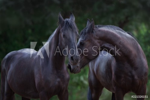 Bild på Two beautiful frisian horse portrait